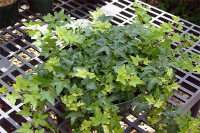 Hedera helix Needlepoint
