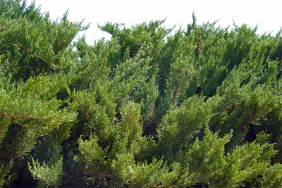Juniperus sabina Tamariscifolia