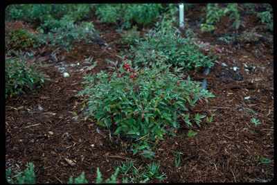 Nandina domestica Harbor Dwarf