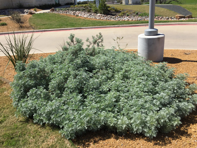 Artemisia spp.