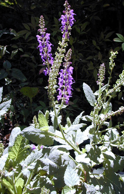 Salvia sylvestris (nemorosa)