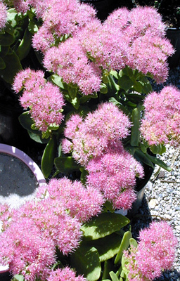 Sedum spectabile Brilliant