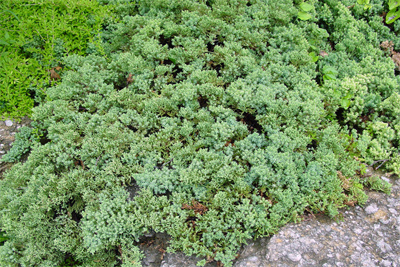 Juniperus horizontalis Wiltonii