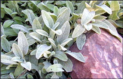 Stachys byzantina