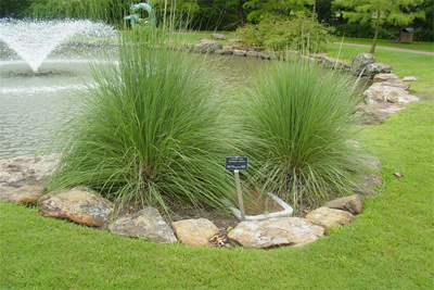 Muhlenbergia lindheimeri