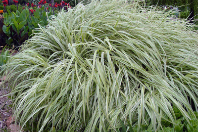 Miscanthus sinensis Variegatus