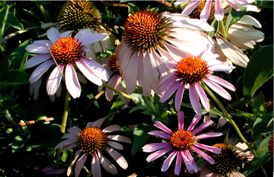 Echinacea spp.