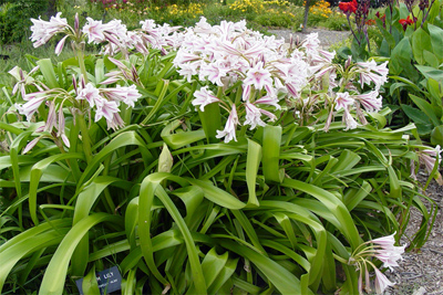 Lilium x. hybrida