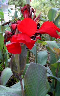 Canna spp.