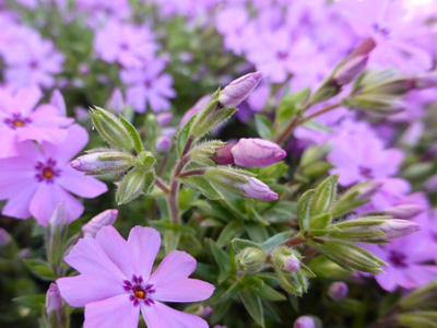 Phlox Flower