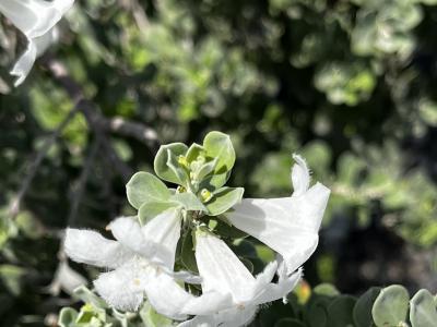 Lagerstroemia indica