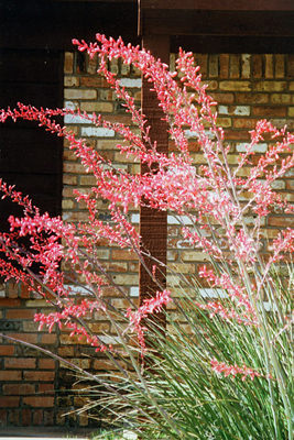 Hesperaloe parviflora