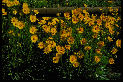 Coreopsis lanceolata