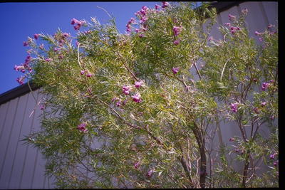 Chilopsis linearis