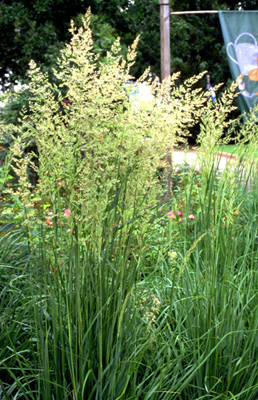 Calamagrostis acutiflora Karl Foerster