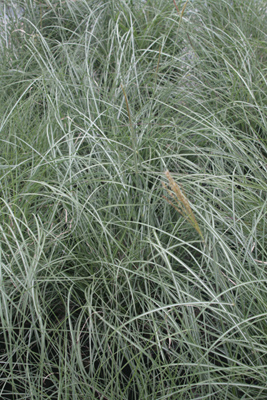 Miscanthus sinensis Adagio