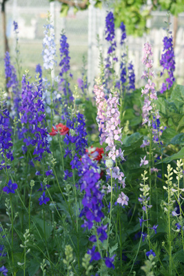 Delphinium x. elatum