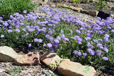 Scabiosa columbaria