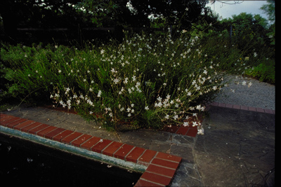 Gaura lindheimeri