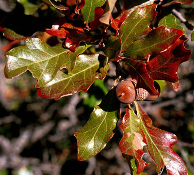 Quercus sinuata var. breviloba