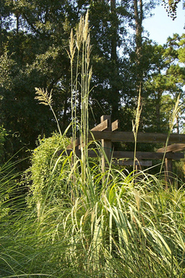 Saccharum ravennae