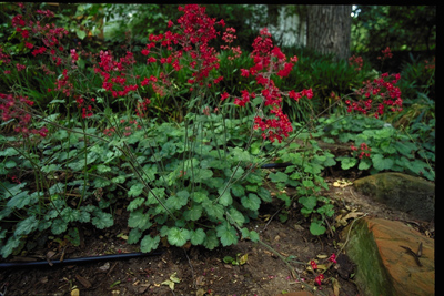 Heuchera spp.