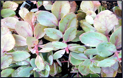 Sedum telephium Vera Jameson