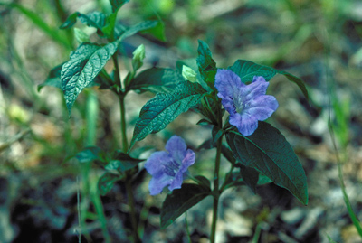 Ruellia brittoniana