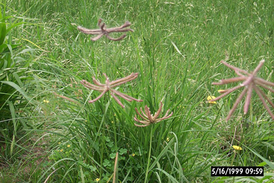 Chloris cucullata