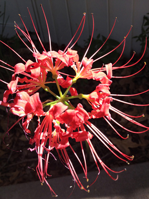 Lycoris radiata