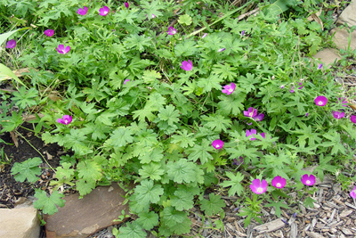 Callirhoe involucrata