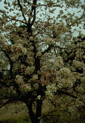 Prunus mexicanus