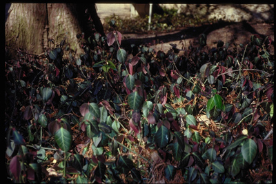 Euonymus fortunei Colotara