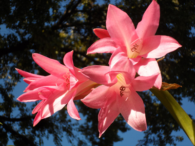 Crinum sp. 