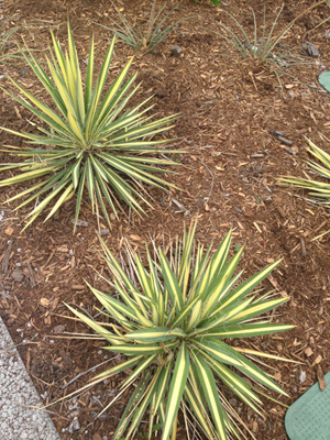 Yucca filamentosa Color Guard