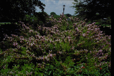 Poliomintha longiflora