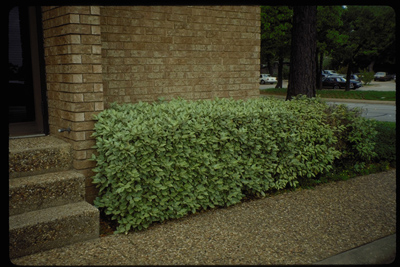 Elaeagnus pungens Fruitlandii