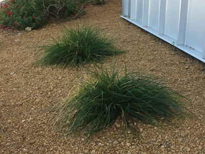 Carex divulsa