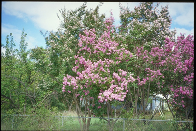 Lagerstroemia indica