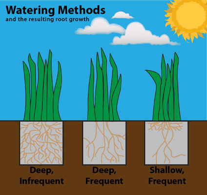 Watering methods and resulting root growth