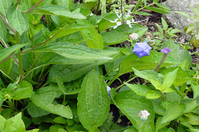 Platycodon grandiflorus