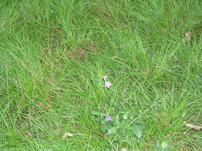 Carex leavenworthii