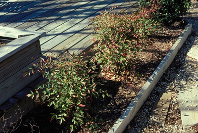 Nandina domestica Compacta