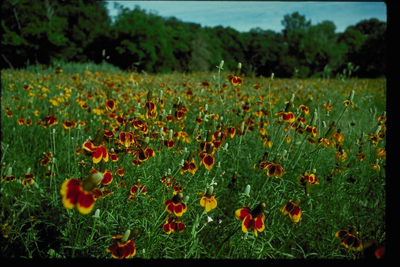 Ratibida columnifera