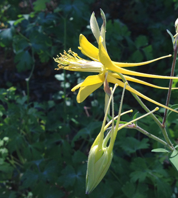 Aquilegia spp. (chrysantha, chaplinei, hinkleyana, and longissima)