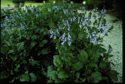 Salvia lyrata