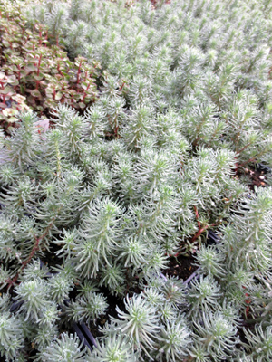 Sedum reflexum Blue Spruce