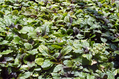 Ajuga reptans