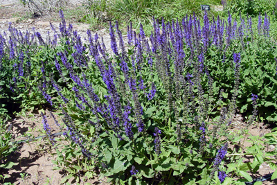 Salvia sylvestris