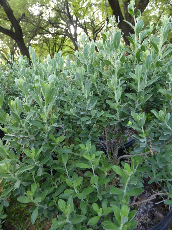 Texas Sage, Green Cloud